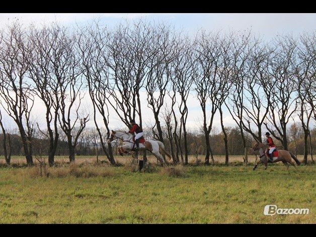 Pinto Nikolaj af Dutterup - Jagt på Kallehavegård 2012 billede 10