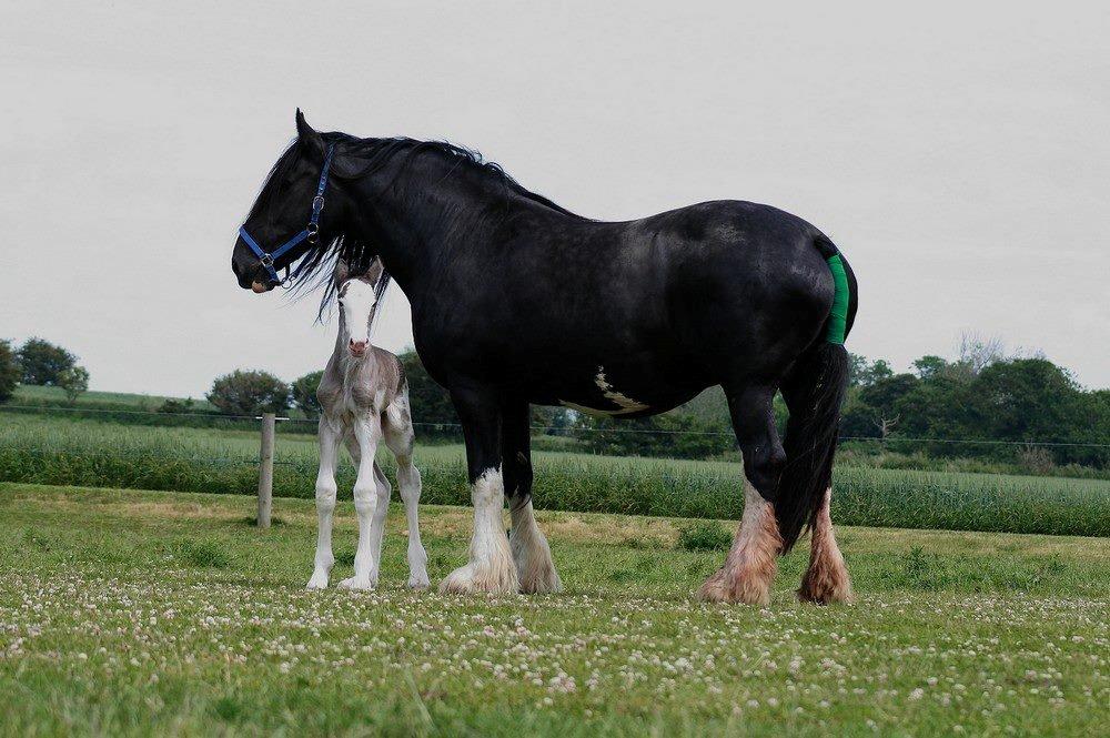 Shire Shirefarm Jack of Hearts - Jack med sin mor Shiva billede 19