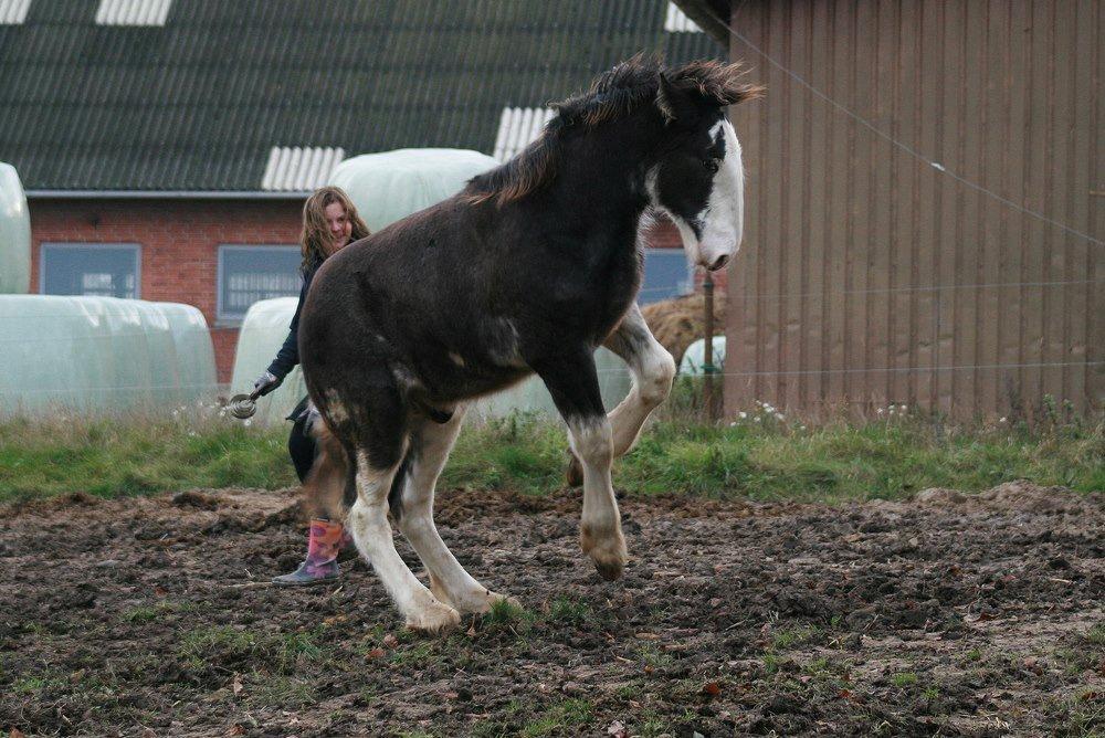 Shire Shirefarm Jack of Hearts - Fuldfart og hoppelop billede 9