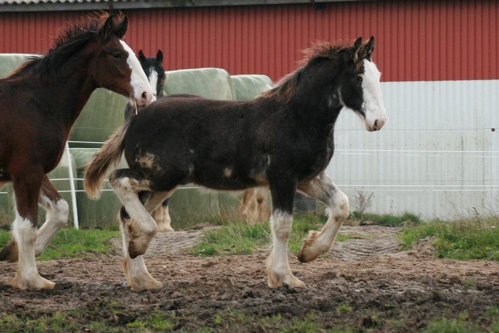 Shire Shirefarm Jack of Hearts - Se bare hvor min lille dreng kan bevæge sig.. <3 billede 7