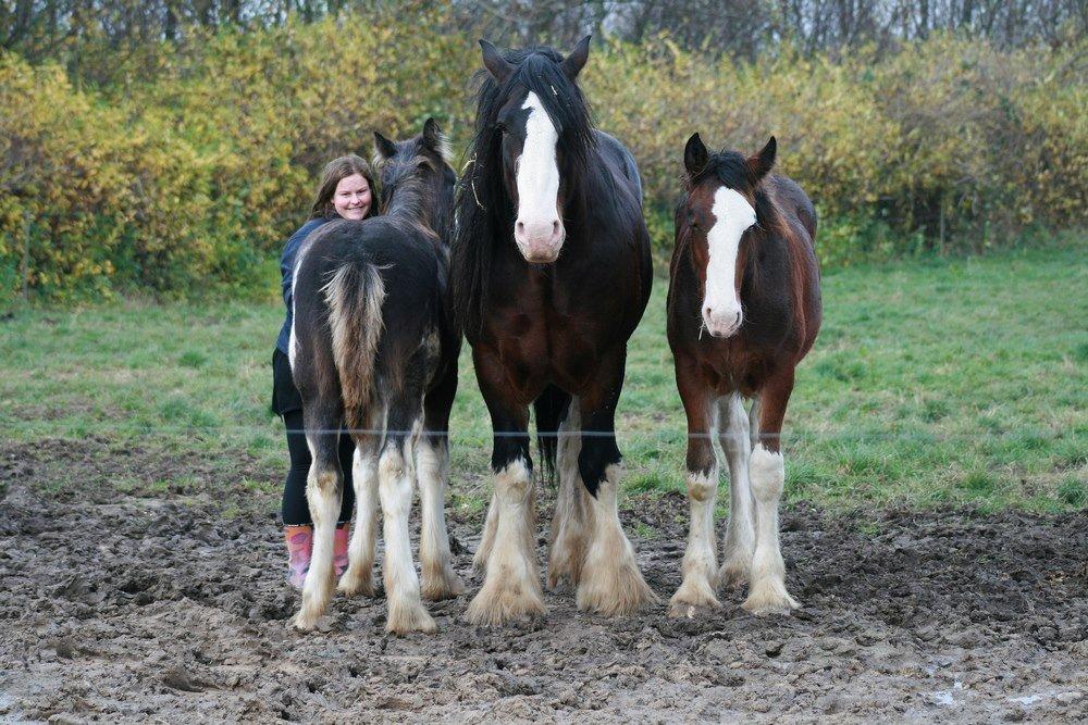 Shire Shirefarm Jack of Hearts - Jack med sin far Statesman og halvbror King og jeg selv billede 14