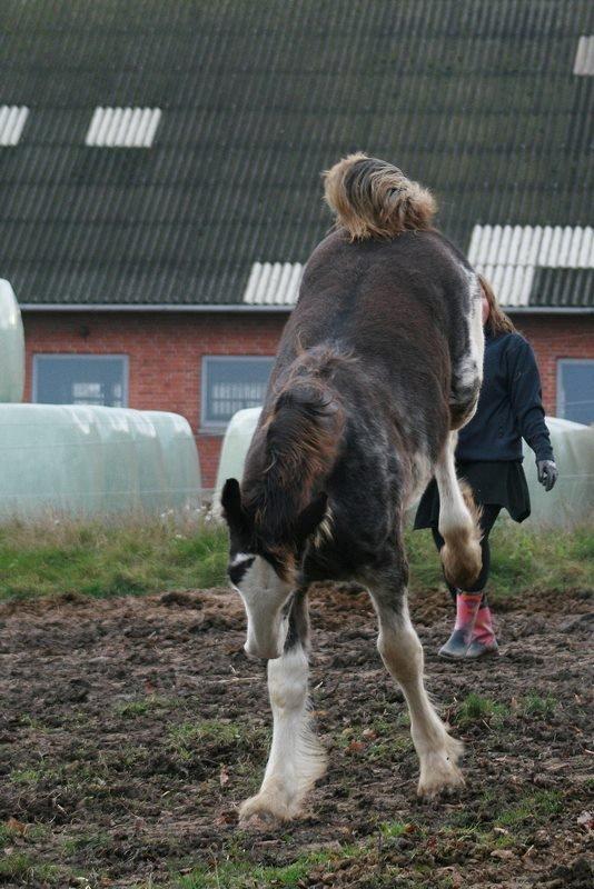 Shire Shirefarm Jack of Hearts - Fuldfart og hoppelop billede 8
