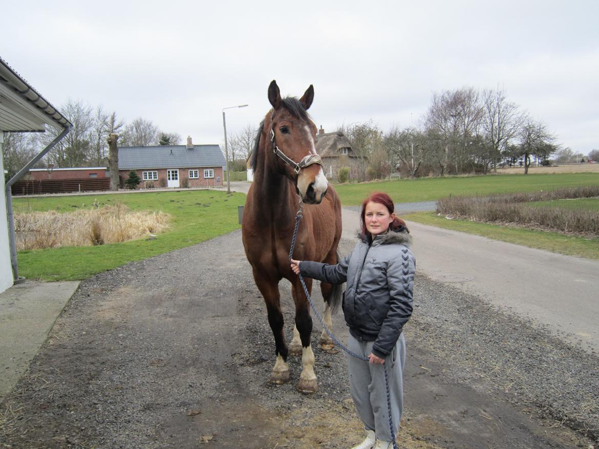 Holstener RockyTano billede 2