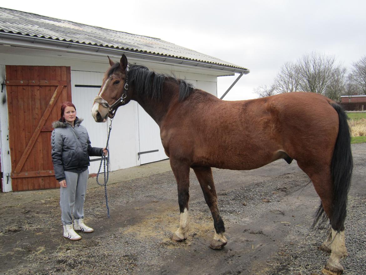 Holstener RockyTano billede 3