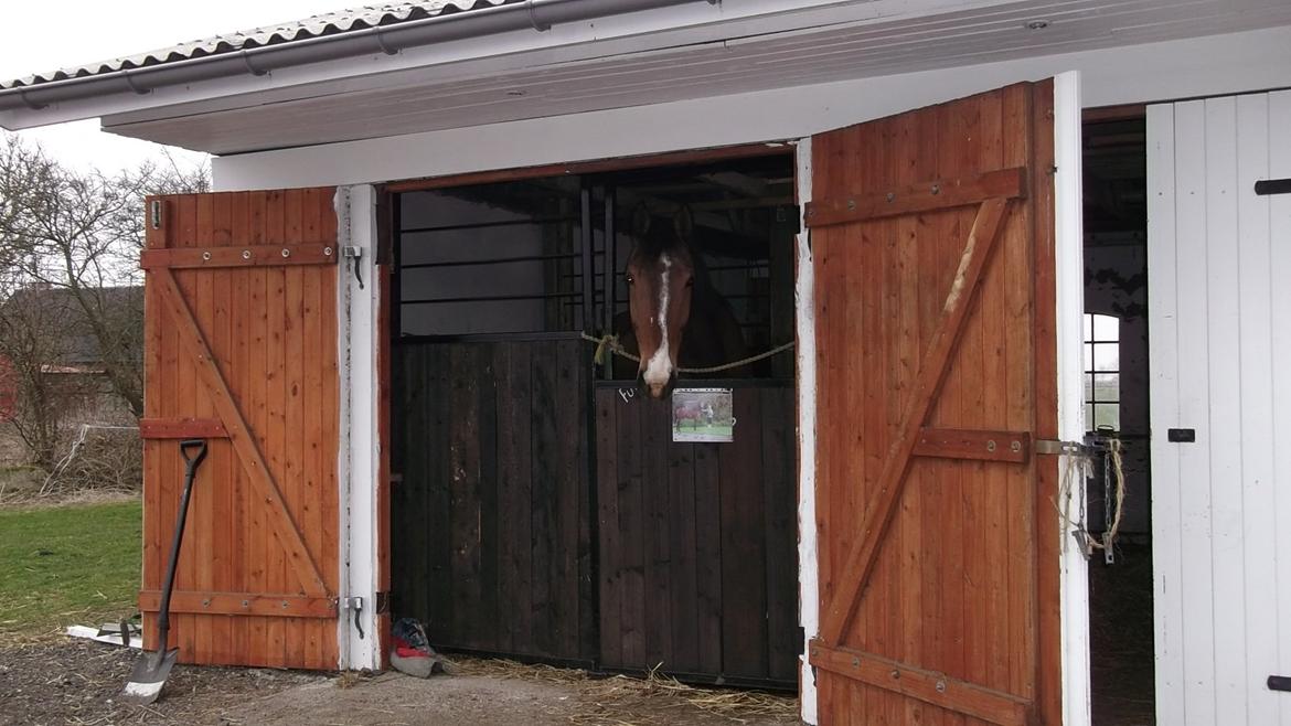 Holstener RockyTano billede 4