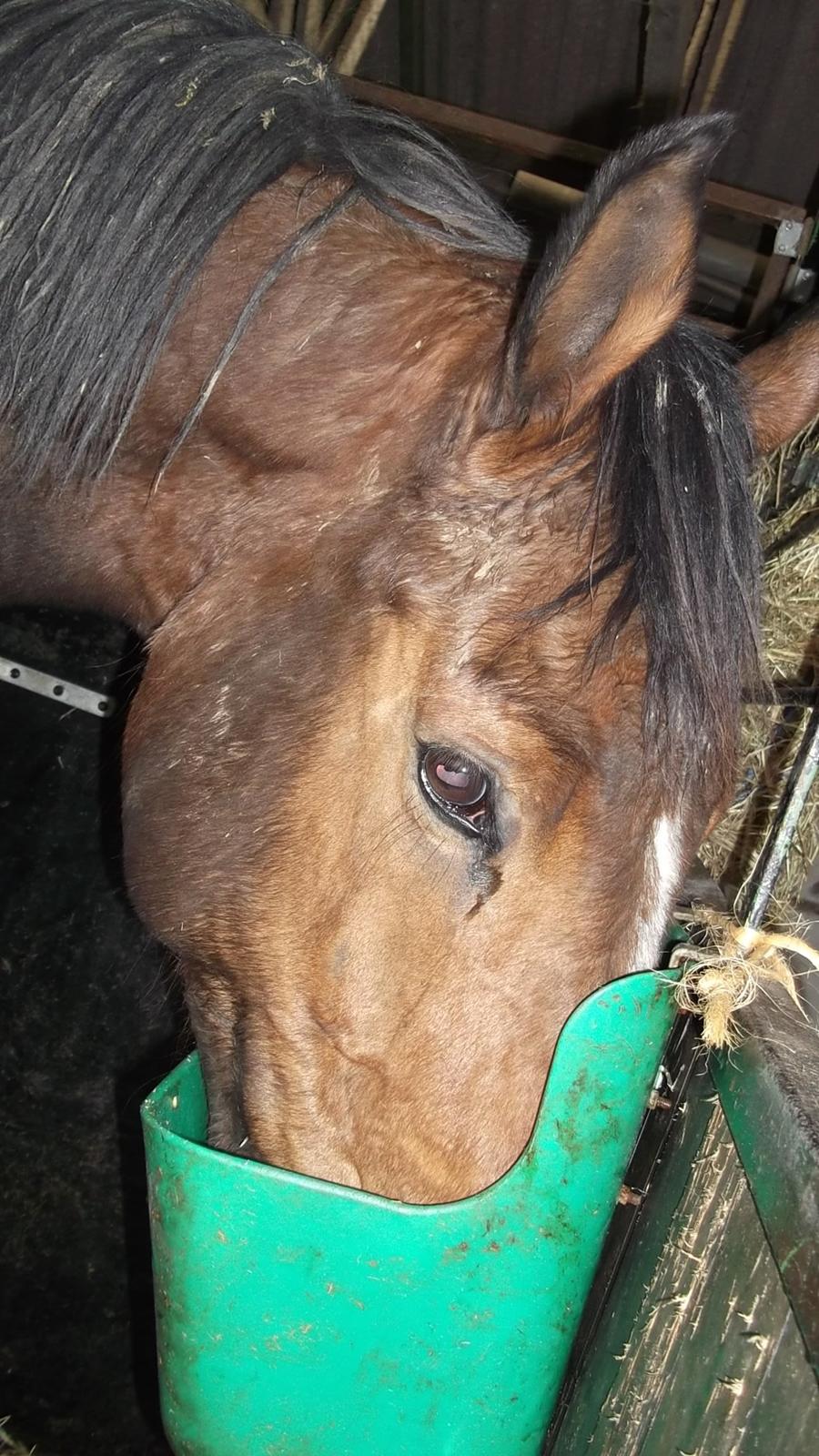 Holstener RockyTano billede 5