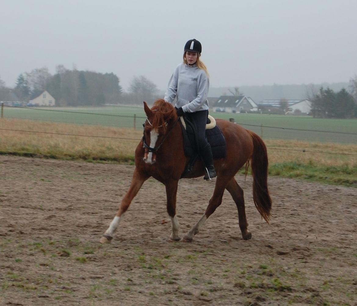 Anden særlig race Champ <3 billede 13