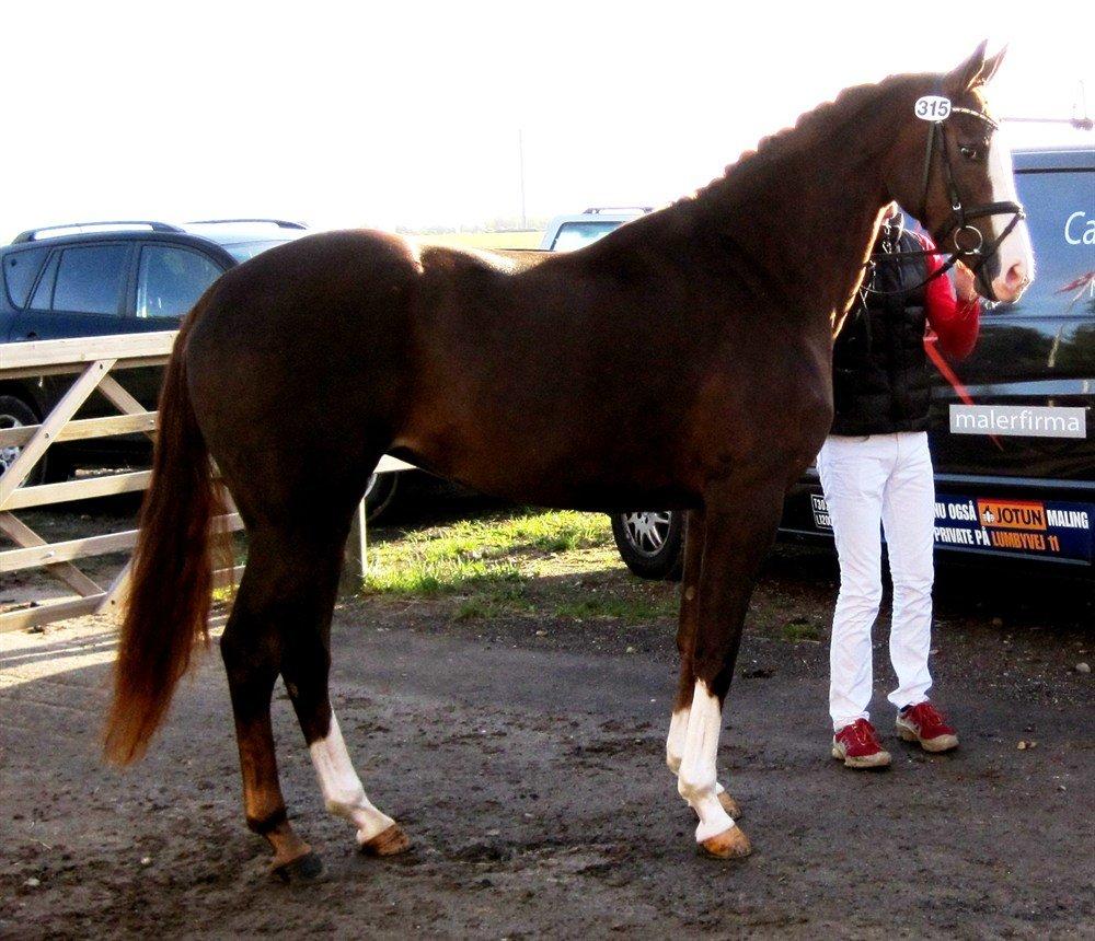 Dansk Varmblod Fetina billede 6