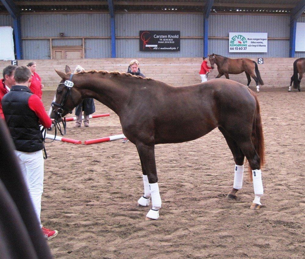 Dansk Varmblod Fetina billede 7