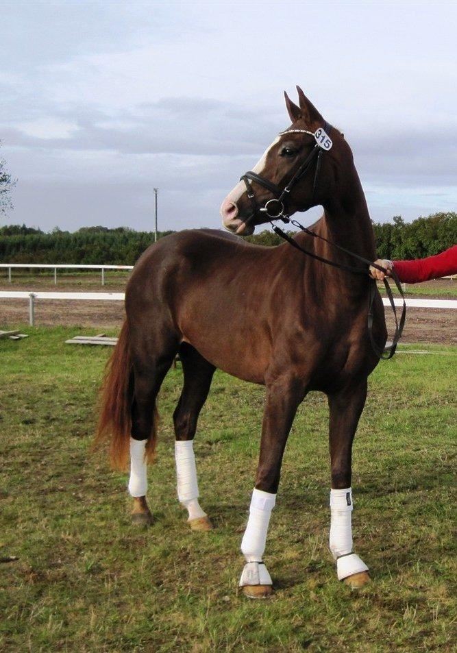 Dansk Varmblod Fetina billede 10