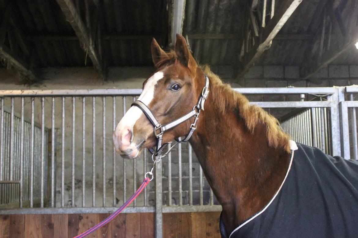 Dansk Varmblod Fetina billede 12