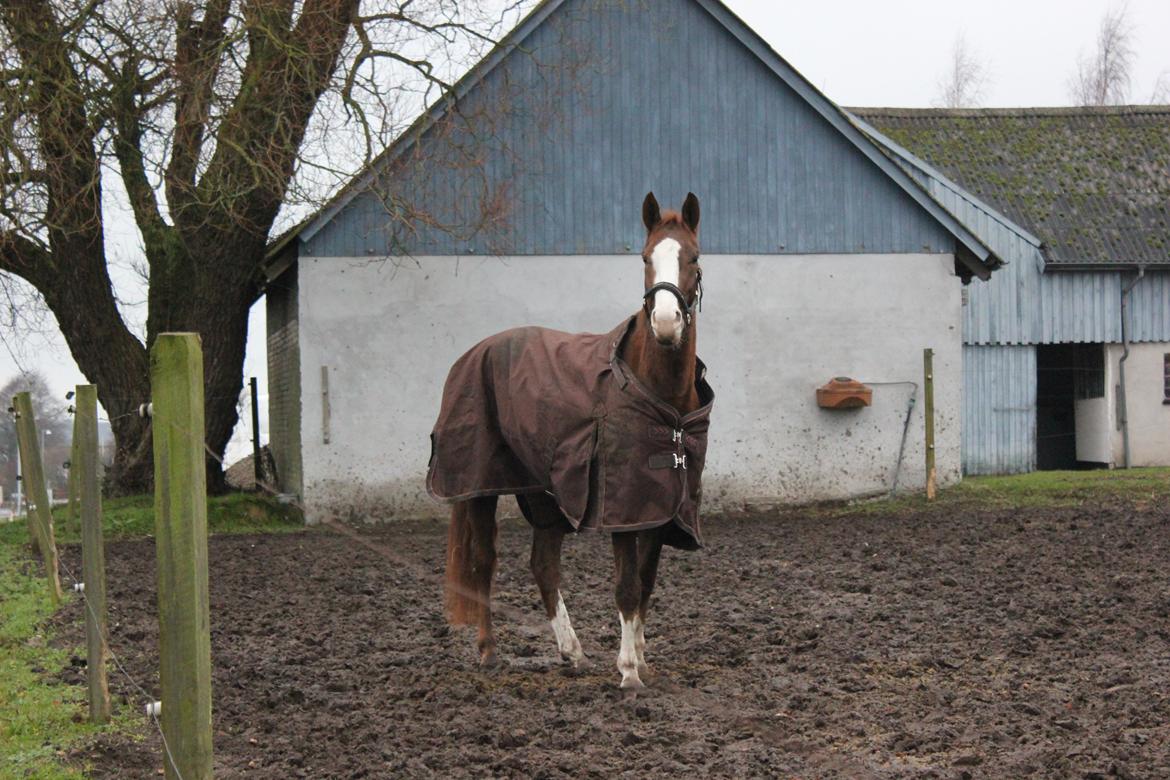 Dansk Varmblod Fetina billede 15