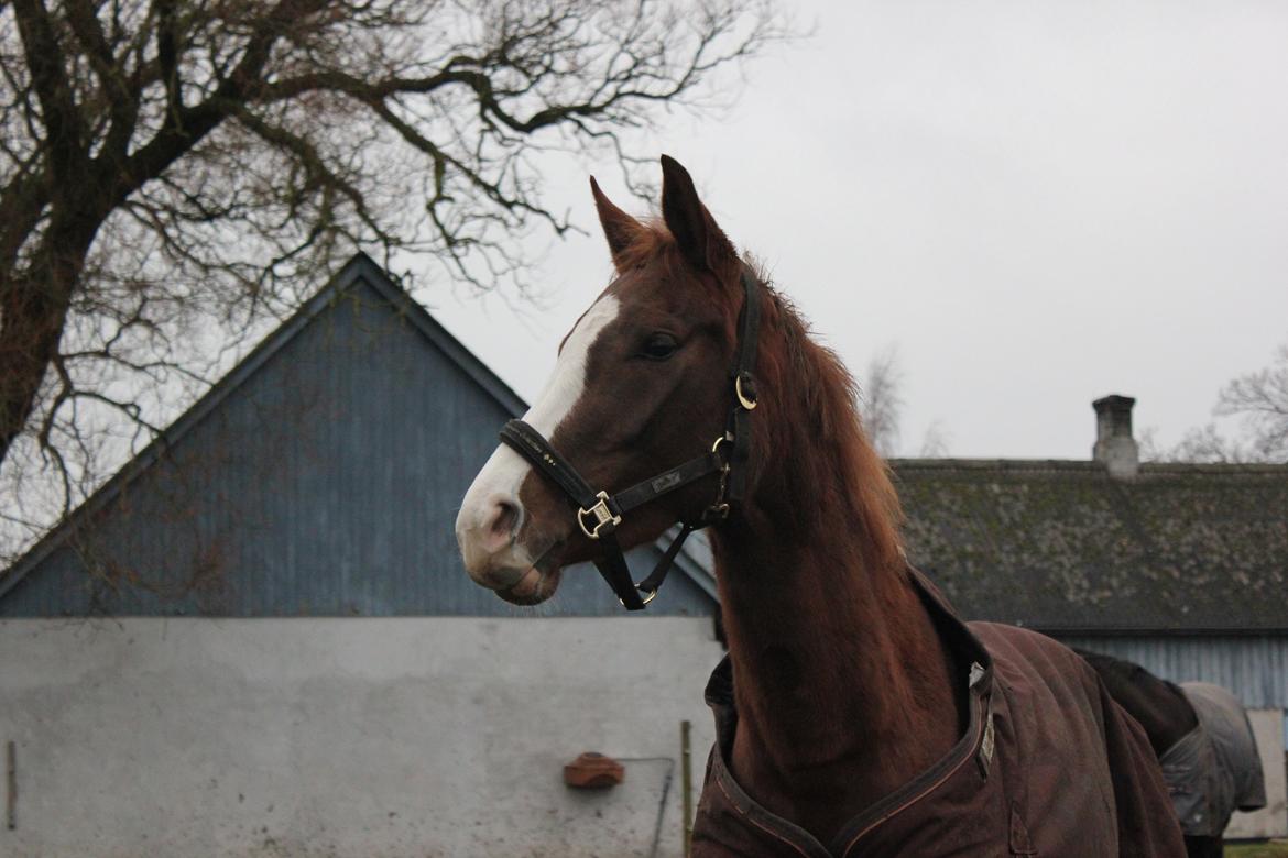 Dansk Varmblod Fetina billede 5