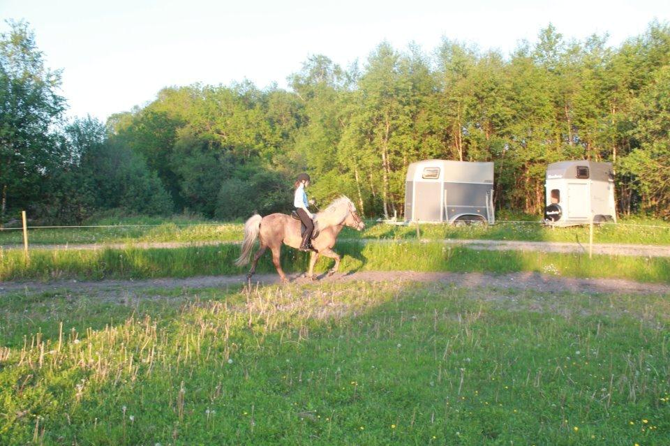 Islænder Hljód från Övernuttö - Sommer 2012. Hun har godt nok rykket sig. Men håber dog stadig, at hun kan blive bedre! <3 billede 14