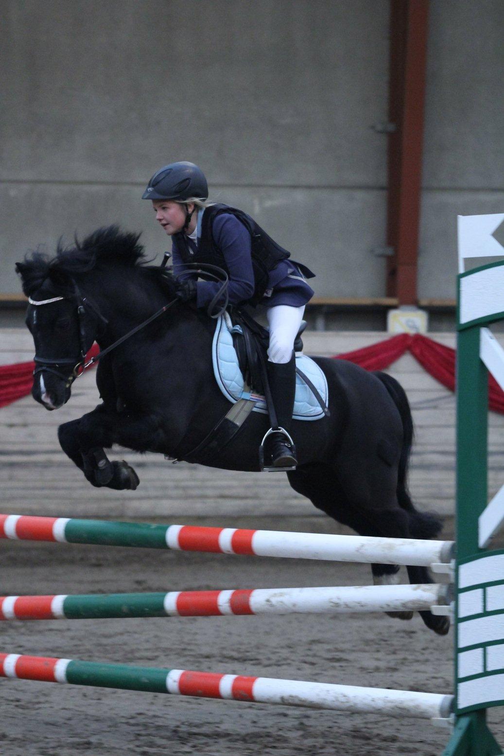 Welsh Pony af Cob-type (sec C) Little luke (The best<3) - Mb på seje dig <3<3 billede 3