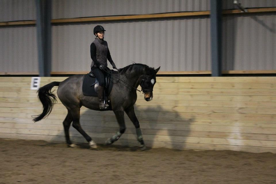 Dansk Varmblod Riche billede 11