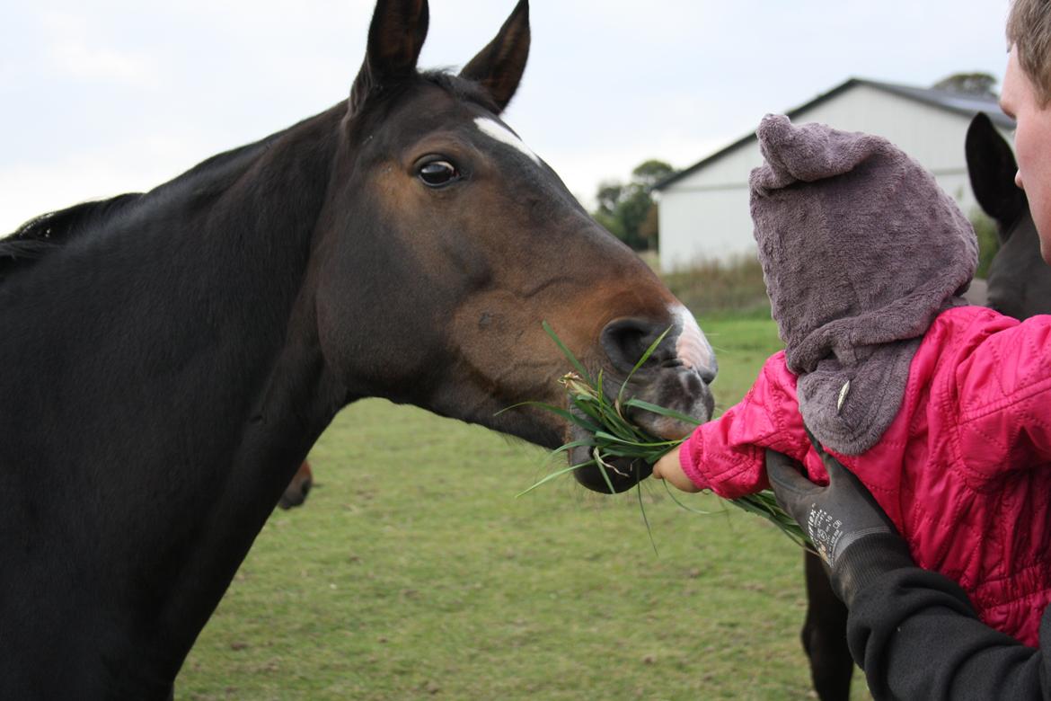 Dansk Varmblod Riche billede 13