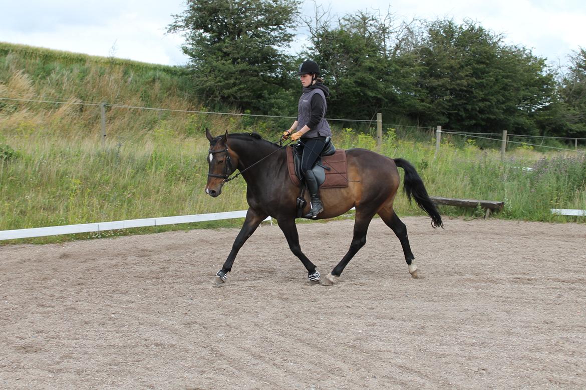 Dansk Varmblod Riche billede 14