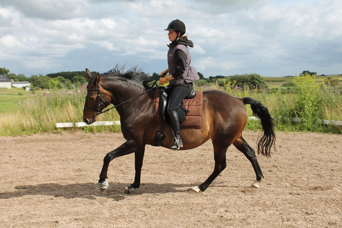 Dansk Varmblod Riche billede 15