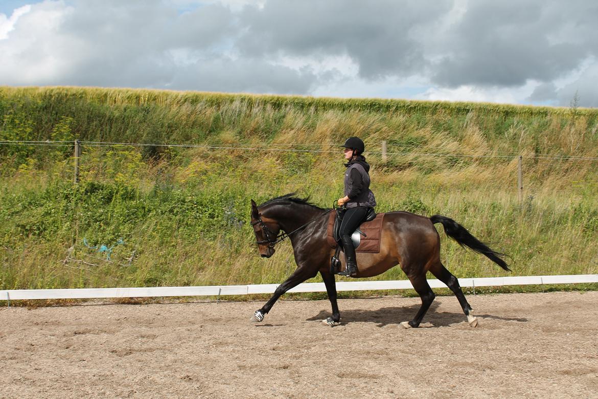 Dansk Varmblod Riche billede 16