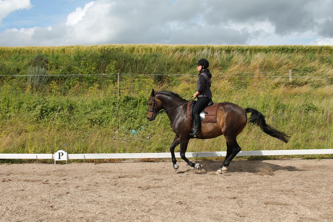 Dansk Varmblod Riche billede 17