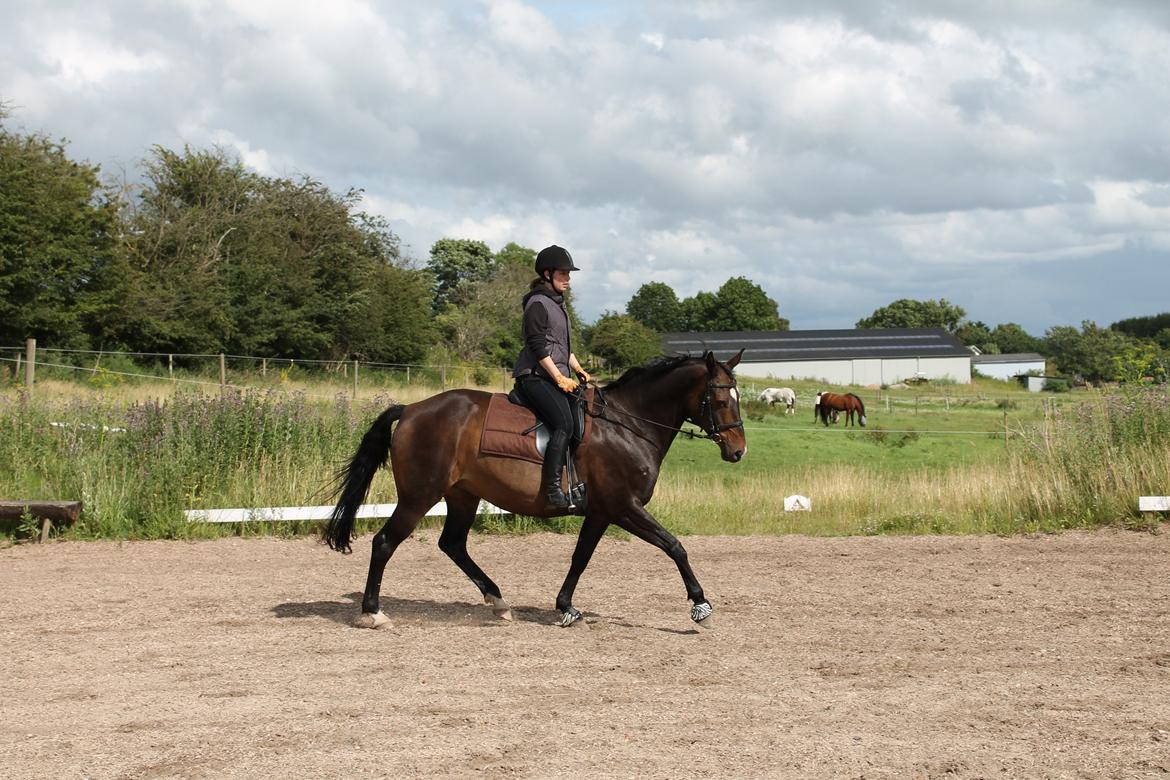 Dansk Varmblod Riche billede 18