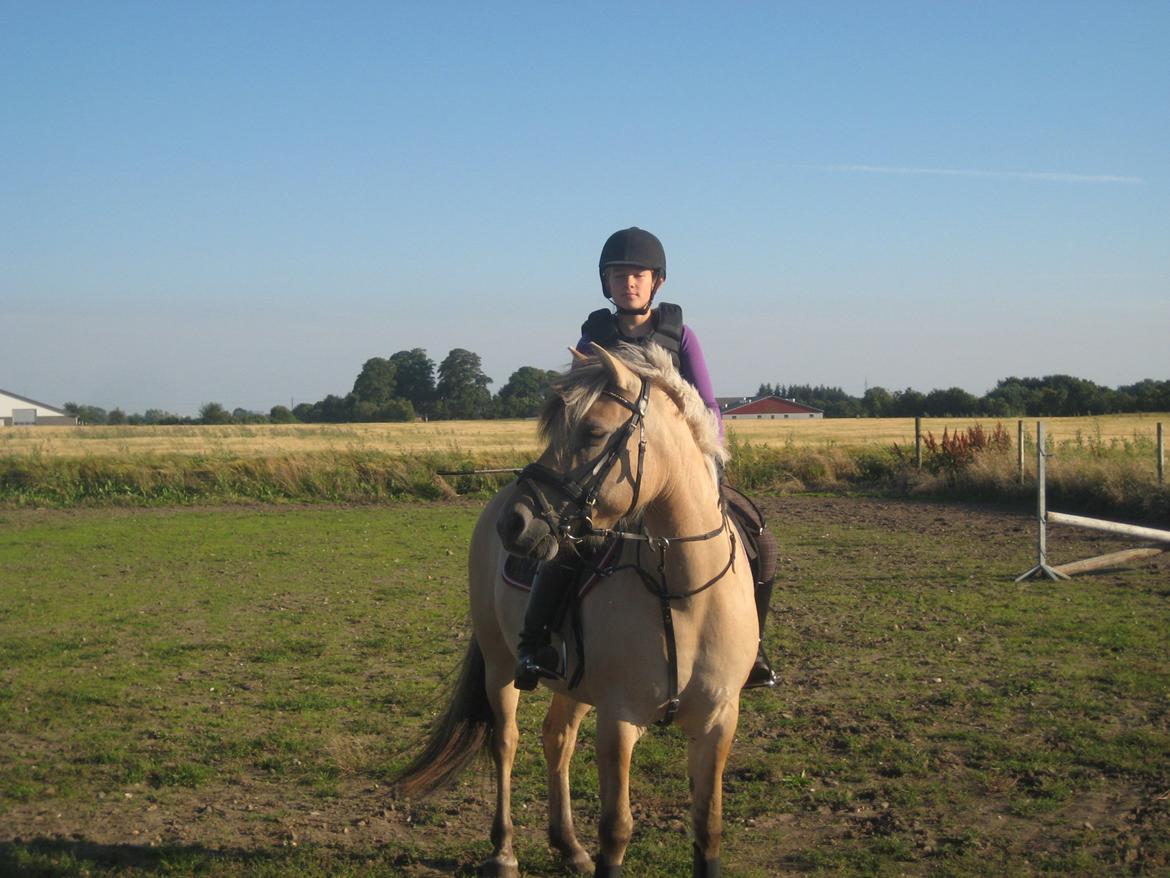 Fjordhest Vigdis R.I.P d. 18/1-14 - Smukke Viggo <3 billede 1