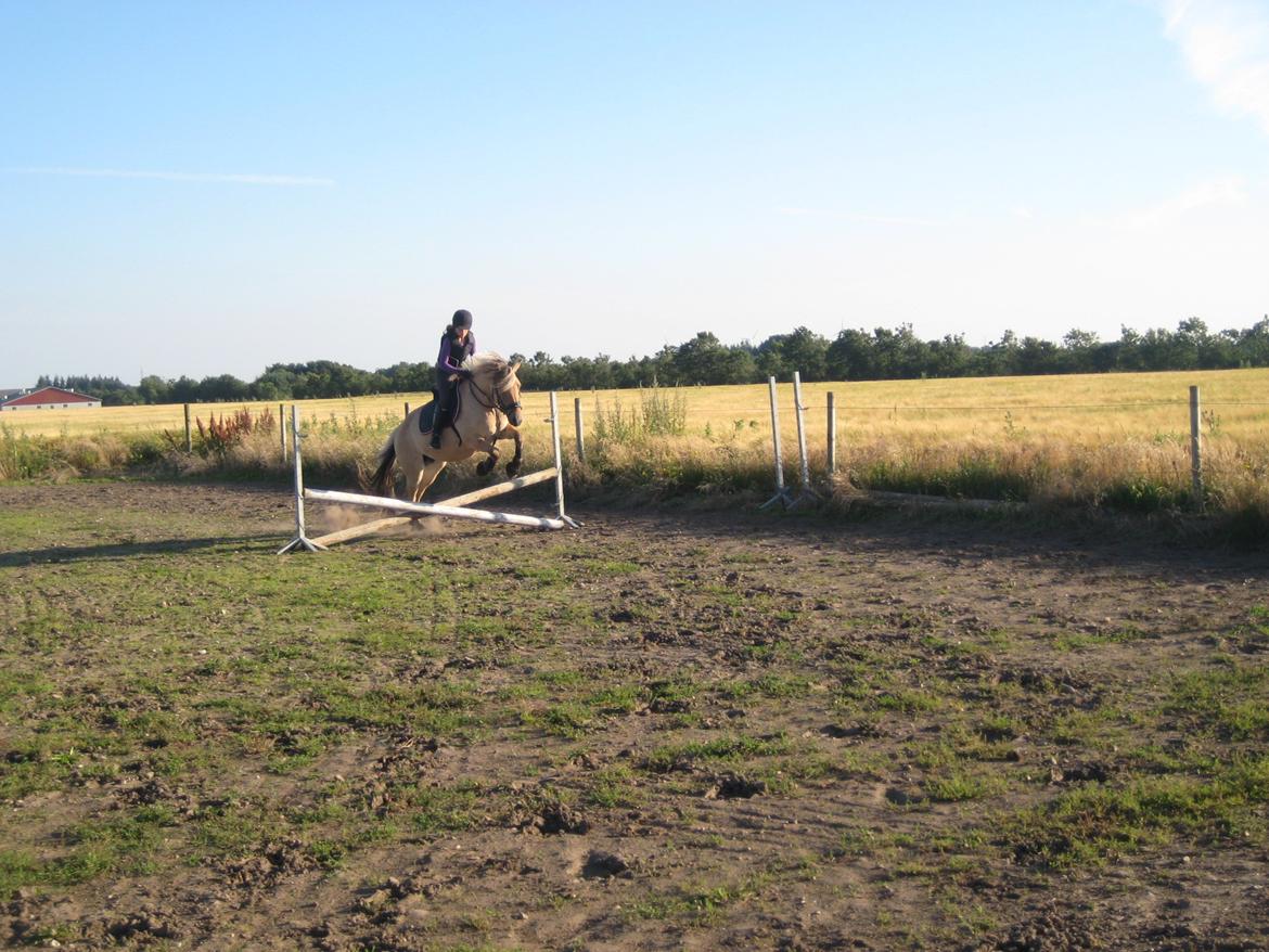 Fjordhest Vigdis R.I.P d. 18/1-14 - Vigdis og jeg :-) Spring træning billede 2