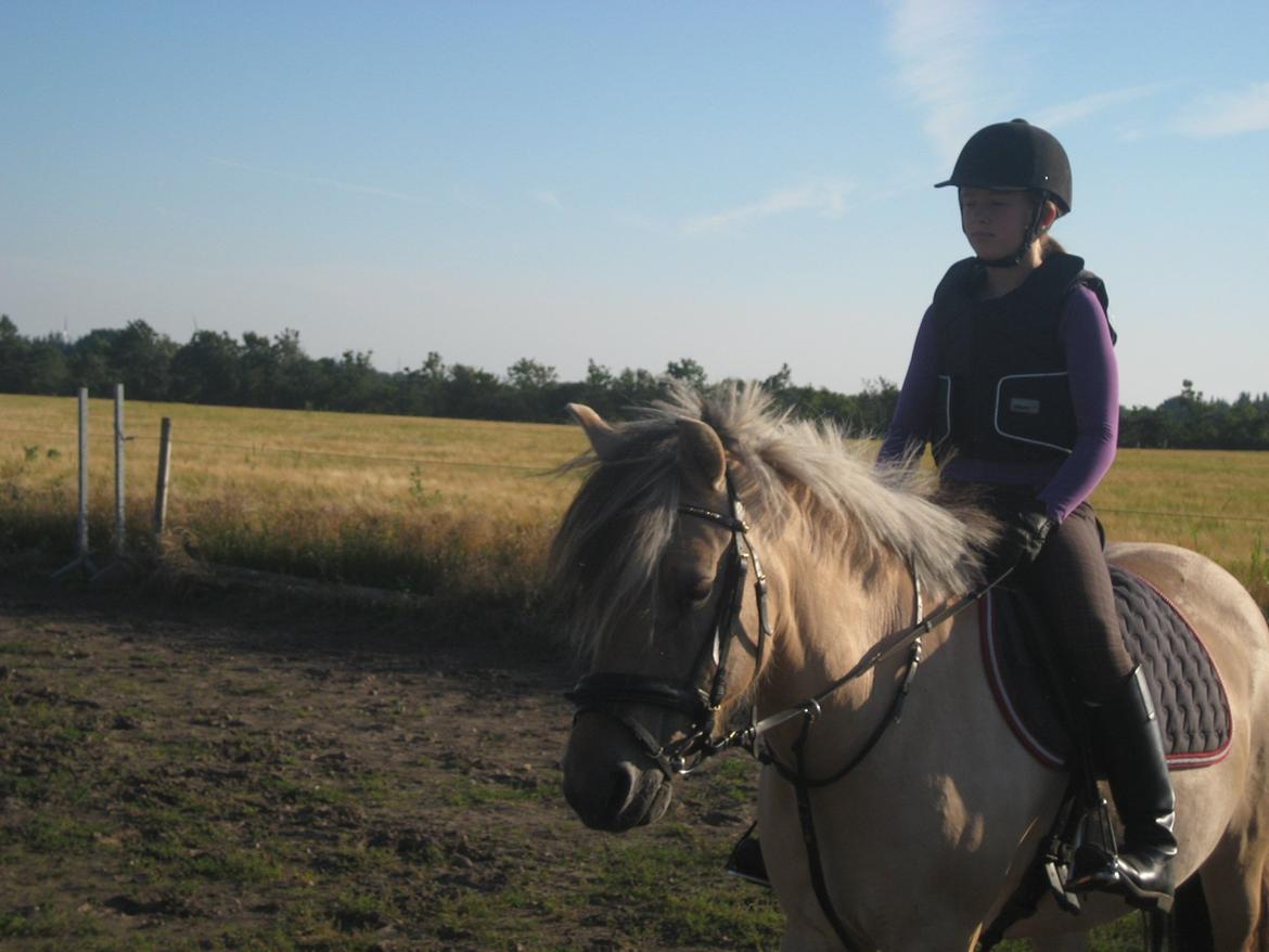 Fjordhest Vigdis R.I.P d. 18/1-14 - Opvarming (spring) billede 4