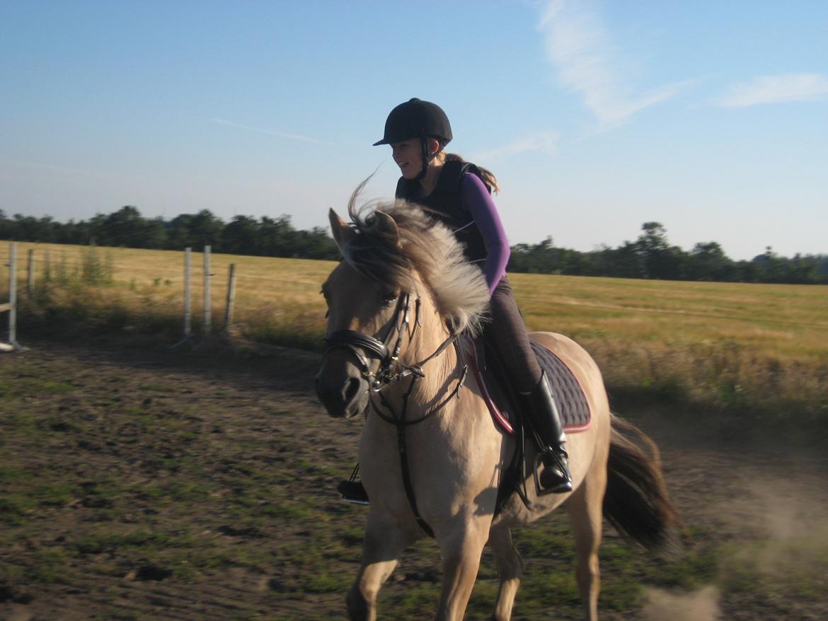 Fjordhest Vigdis R.I.P d. 18/1-14 - Fuld fart frem! billede 5