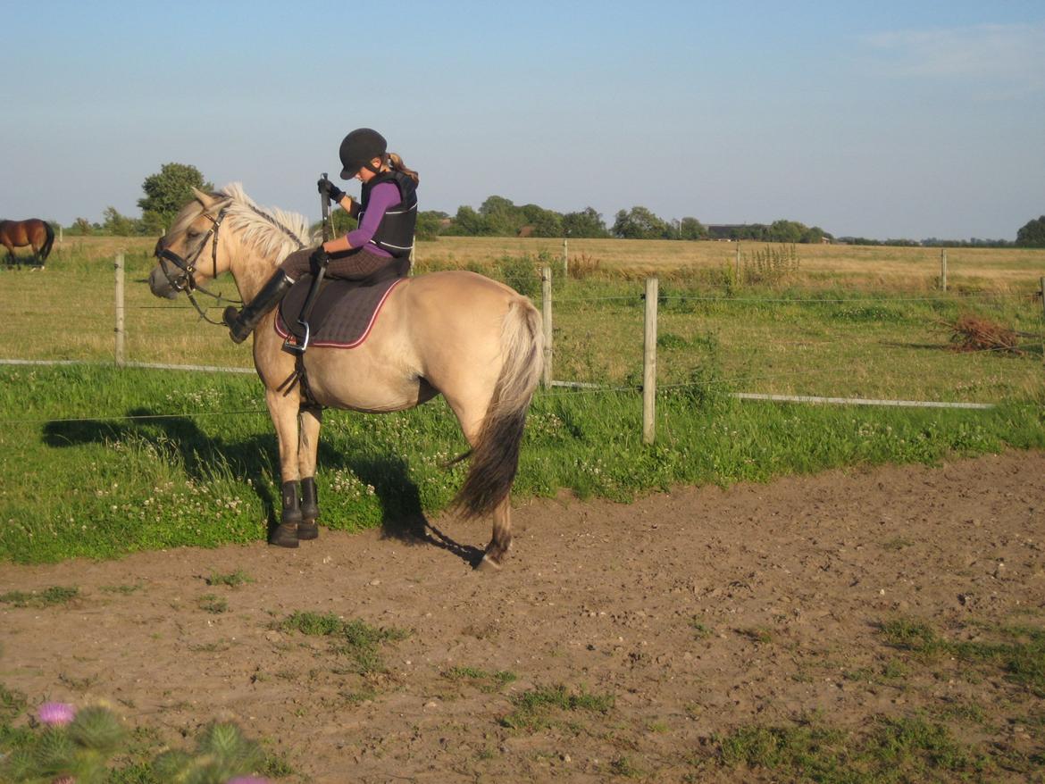 Fjordhest Vigdis R.I.P d. 18/1-14 - Så skal stigebøjlerne lige sættes op til springbøjler ;-D billede 6