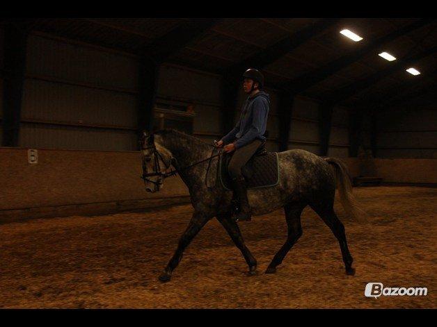 DSP Leonardo - Dressur træning :) Foto: Freja billede 7