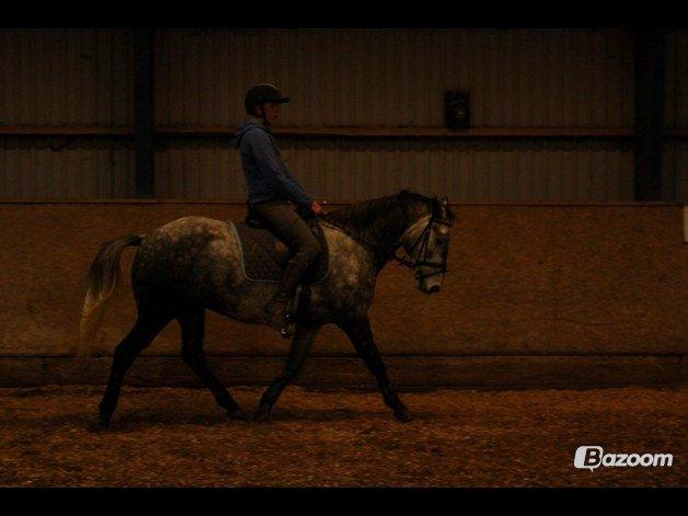 DSP Leonardo - Foto: Freja billede 11