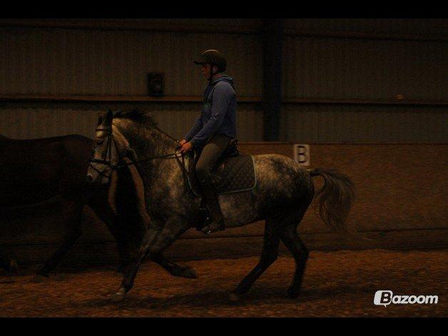 DSP Leonardo - Lidt galop træning :) Foto: Freja billede 12