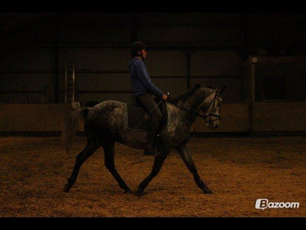 DSP Leonardo - Dygtige hest <3 Foto: Freja billede 15
