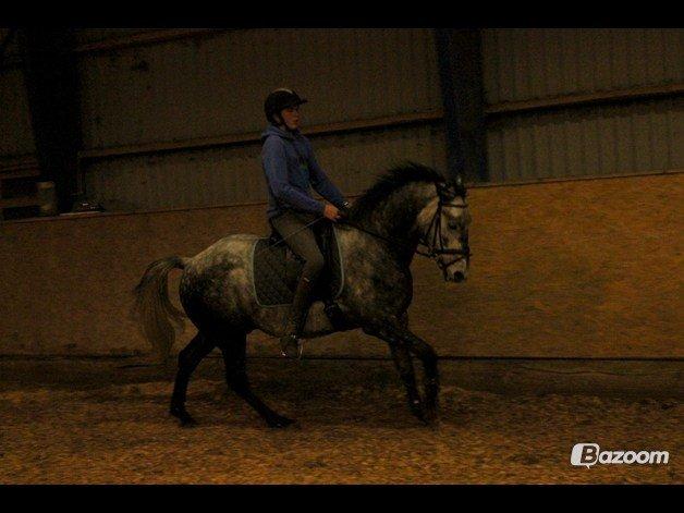 DSP Leonardo - God galop Foto: Freja billede 20