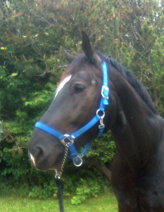 Schweres Warmblut Gero billede 9