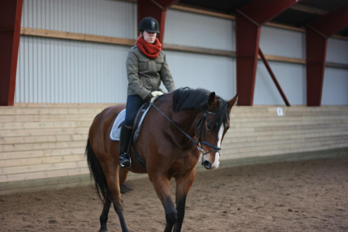 Dansk Varmblod Mew Town Himmelhest  - Thilde på varehus rideklub billede 16