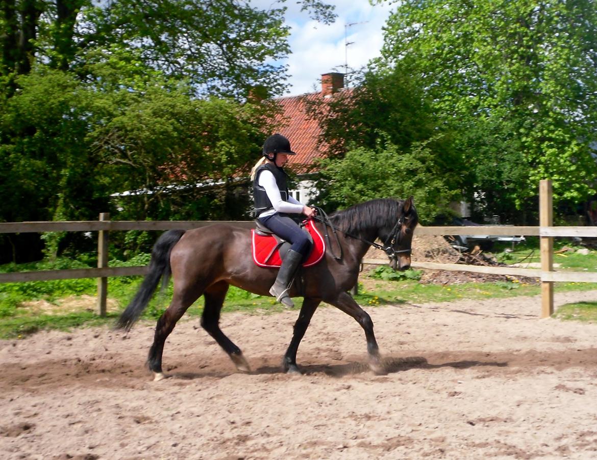 Mangalarga Marchador polly!!! <3 - du var blevet så dygtig :'( billede 18