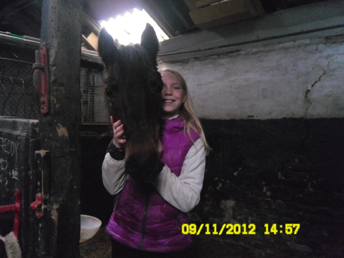 Mangalarga Marchador polly!!! <3 - savner dig min lille prinsesse!</33 billede 19