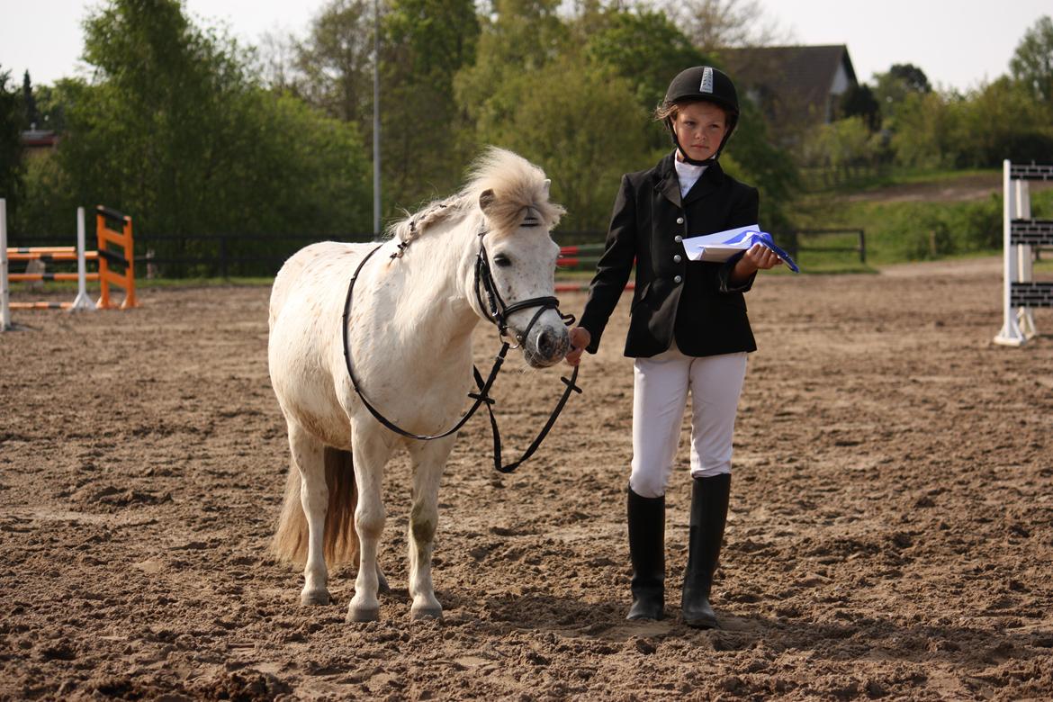 Shetlænder Dalton *Dalle* - Hehe lille mig :) billede 2