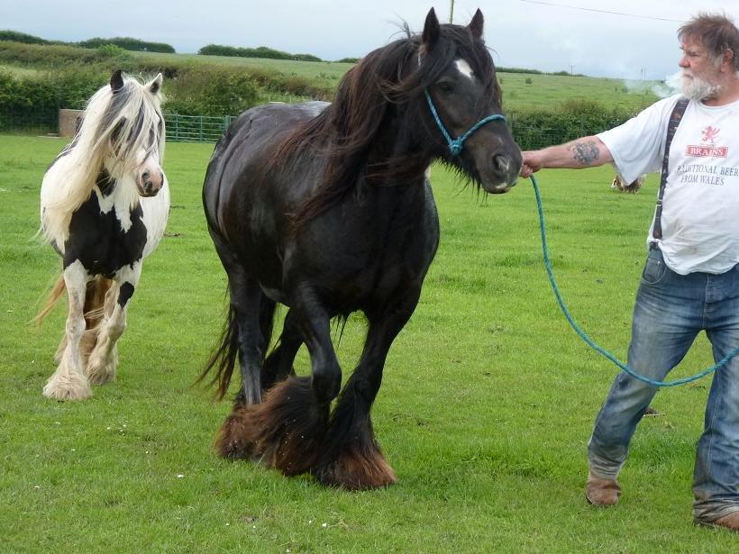 Irish Cob Pot of Gold - På marken i Wales billede 1