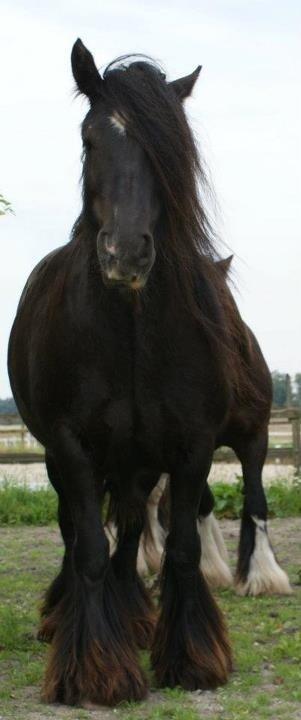Irish Cob Pot of Gold - 1. dag i Danmark billede 2