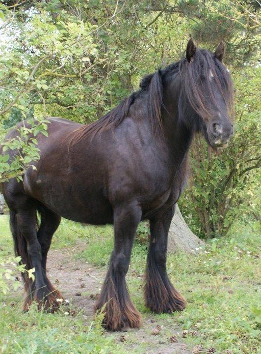 Irish Cob Pot of Gold billede 3