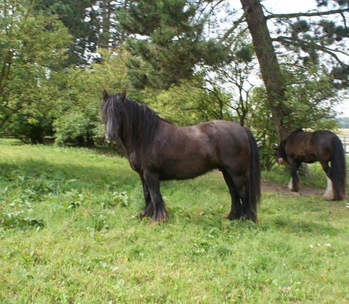 Irish Cob Pot of Gold billede 4