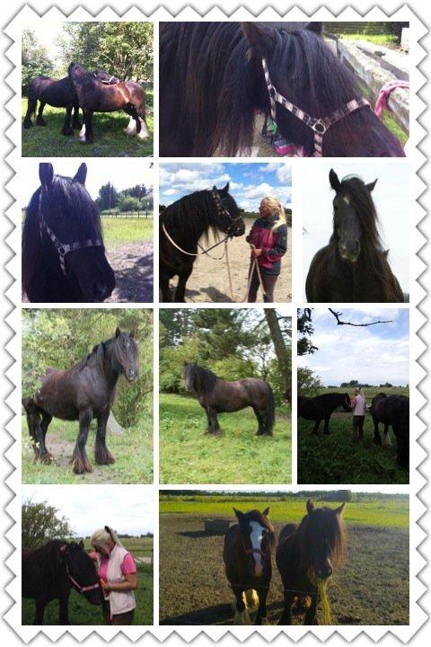 Irish Cob Pot of Gold billede 6