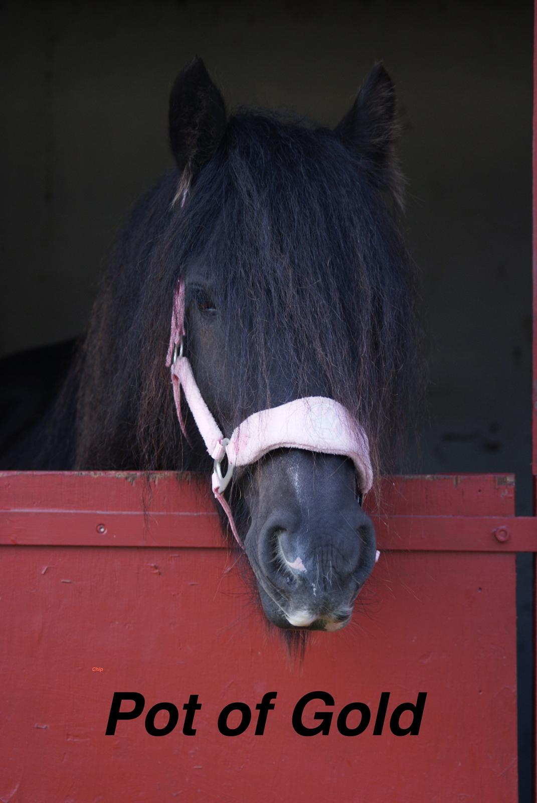 Irish Cob Pot of Gold - Store Hestedag 2012 billede 7