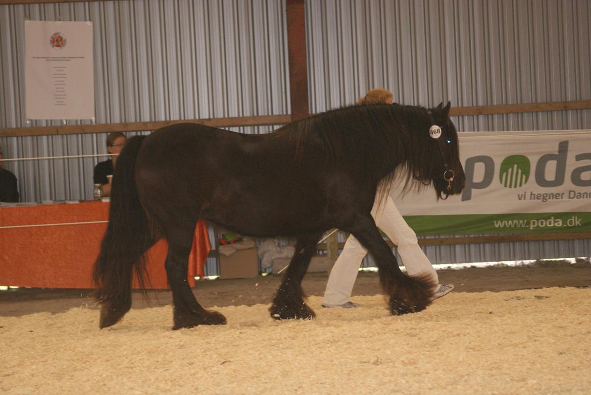 Irish Cob Pot of Gold - Racegodkendelse og show kåring Store Hestedag 2012
i ICS in Denmark billede 8