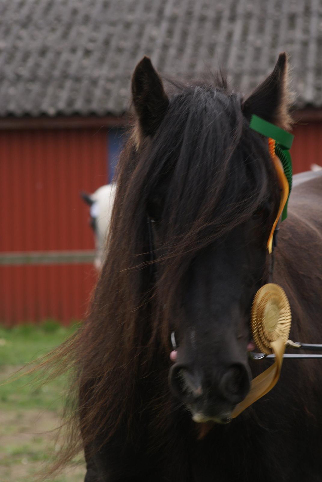 Irish Cob Pot of Gold - Så blev Pot racegodkendt, samt klassevinder for voksen hopper i The Irish Cob Society in Denmark :) billede 9
