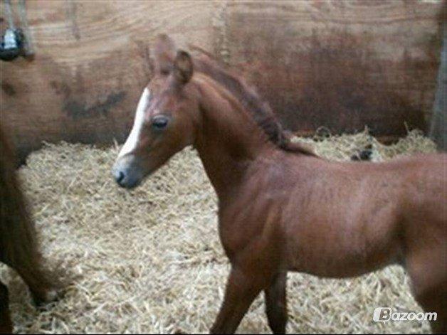 Welsh Partbred (Sec F) Klintholms Miss Shania - Shania som føl.<3
Foto: Stutteri Klintholm billede 19